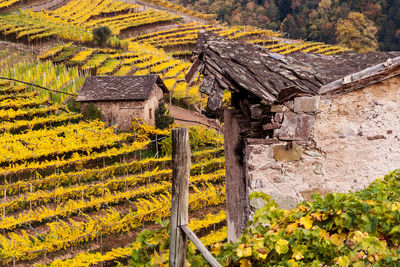 Autumn view of vineyards and abandoned farms