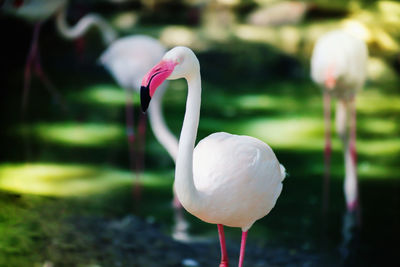 Close-up of pink big bird greater flamingo in pond