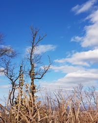 Low angle view of bare trees against blue sky