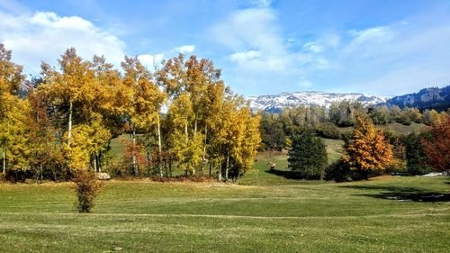 Trees growing on field against sky