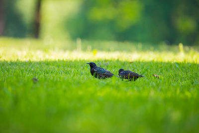 View of bird on field