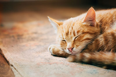 Close-up of cat resting