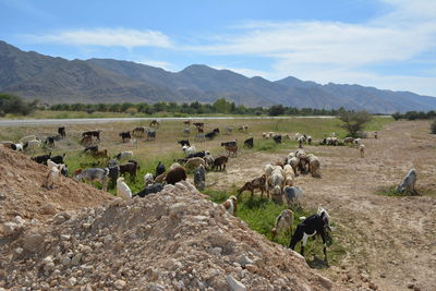 Panoramic view of people on landscape against sky