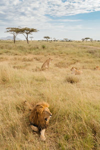 Lioness running on field