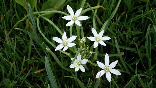 Close-up of white flowers blooming in field