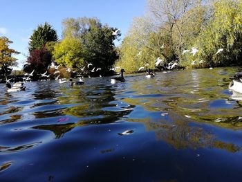 View of birds swimming in lake