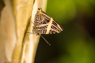 Close-up of butterfly on flower