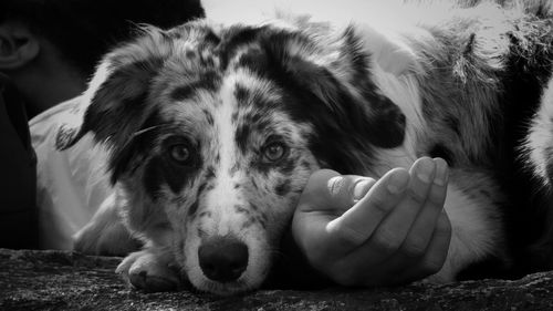 Close-up portrait of dog sticking out tongue