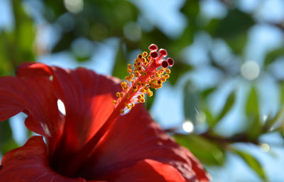 Close-up of red hibiscus blooming outdoors