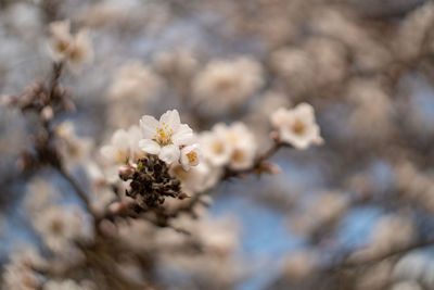 Fflowers on an almond tree near fresno