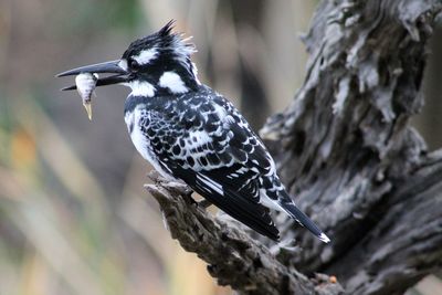 Close-up of bird perching on tree trunk