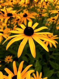 Close-up of yellow daisy flower