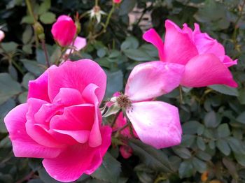 Close-up of pink flowering plant