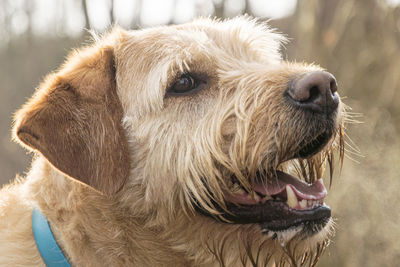 Close-up of a dog looking away