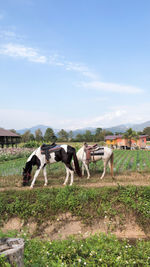 Horses standing in ranch against sky