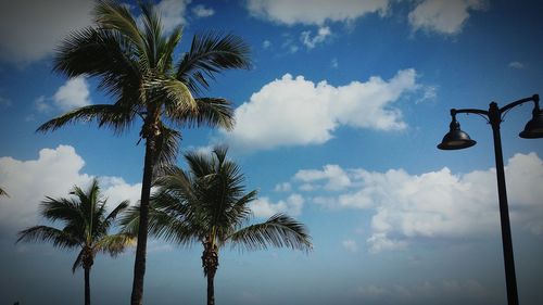 Low angle view of palm trees against cloudy sky