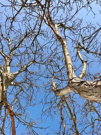 Low angle view of tree against clear sky