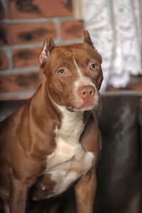 Close-up portrait of a dog