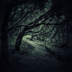 Trees in forest