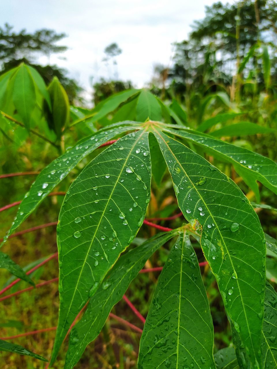 CLOSE-UP OF RAINDROPS ON LEAF