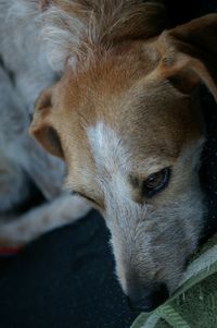 Close-up of puppy sleeping