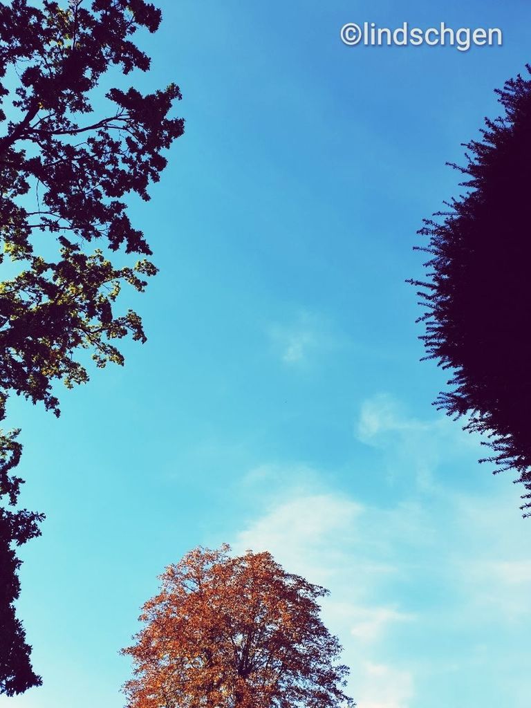 tree, sky, plant, blue, nature, no people, low angle view, growth, beauty in nature, day, tranquility, cloud - sky, outdoors, tranquil scene, scenics - nature, branch, leaf, single tree, food and drink