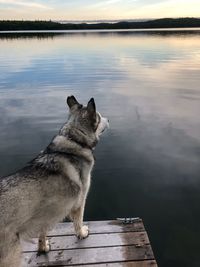 Dog husky looking at lake