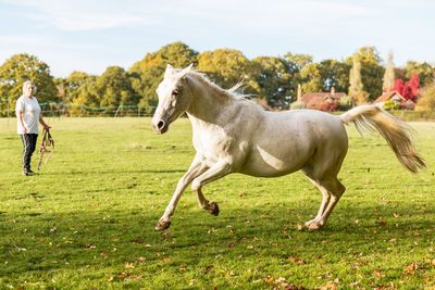 Horse galloping in a field