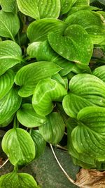 Close-up of green leaves