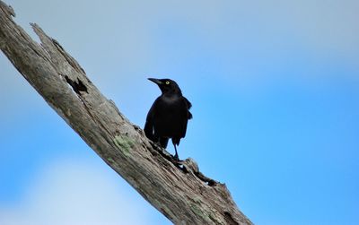 Low angle view of bird perching on a tree