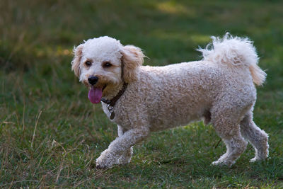 Close-up portrait of dog