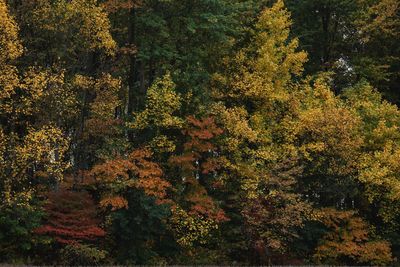 High angle view of trees in forest during autumn