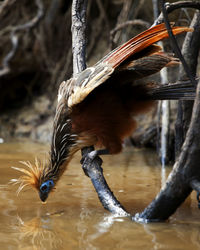 Close-up of bird