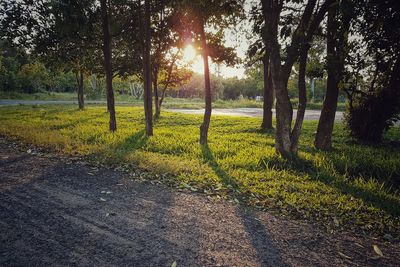 Trees on field against sky