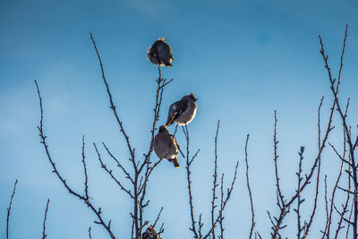 Low angle view of birds perching on bare tree