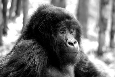 Close-up portrait of cute looking away
