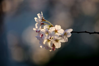 Close-up of cherry blossoms in spring