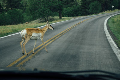 Full length of a deer walking on road
