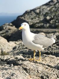 Close-up of seagull perching on rock