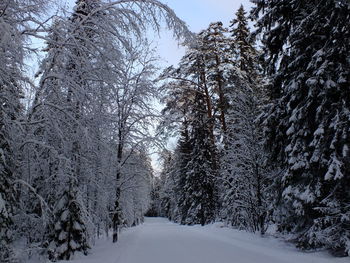 Snow covered trees in forest against sky