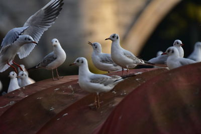 Close-up of seagulls perching on wood