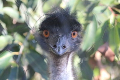 Portrait of emu