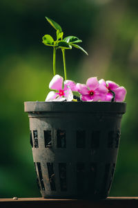 Close-up of pink flower pot