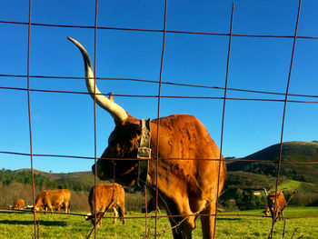 Cows grazing on grassy field