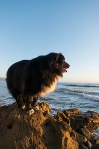 Scenic view of dog on sea shore against clear sky