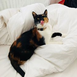 High angle view of cat lying on bed