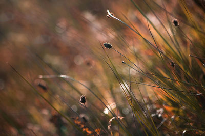 Close-up of grass growing on field