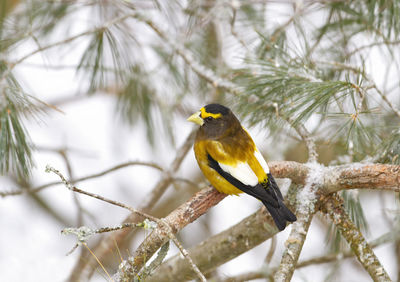 Bird perching on a branch