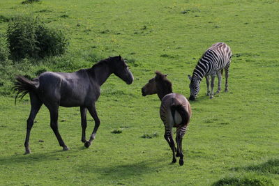 Horses on field