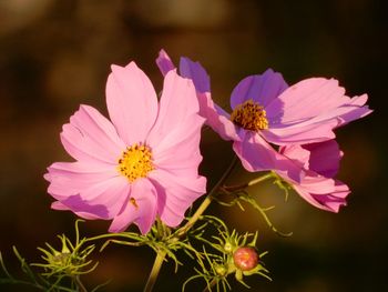 Close-up of pink cosmos flower